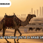 Peran Penting Unta di Arab Saudi